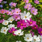 Fleurs - Cosmos Sensation Varié - face recto